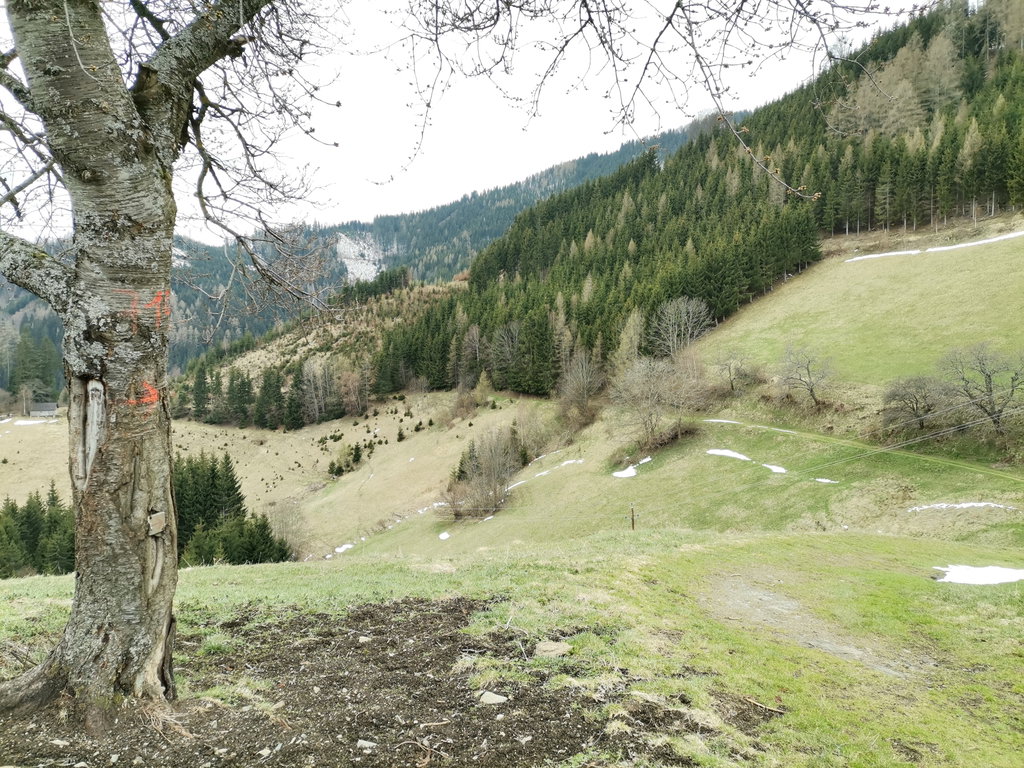 Wichtiger Weghinweis an einem Baum und rechts im Bild der richtige Weg. Foto Veronika Schöll