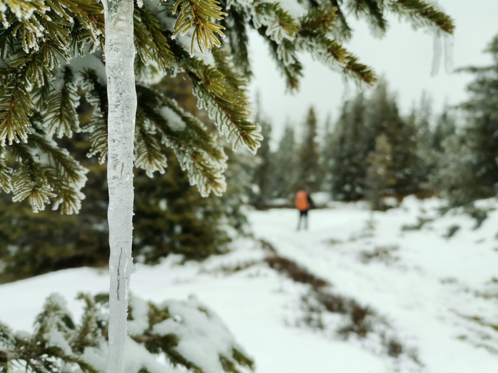 Weihnachtsschmuck an den Bäumen, Weihnachtsmann am Weg.. Foto Veronika Schöll