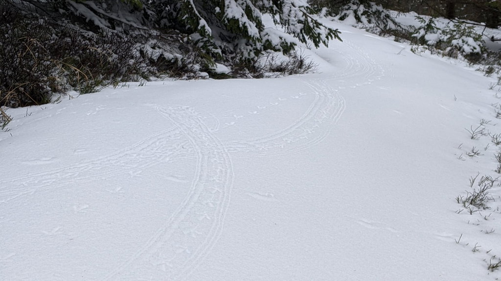 Spuren im Schnee. Foto Martin Heppner