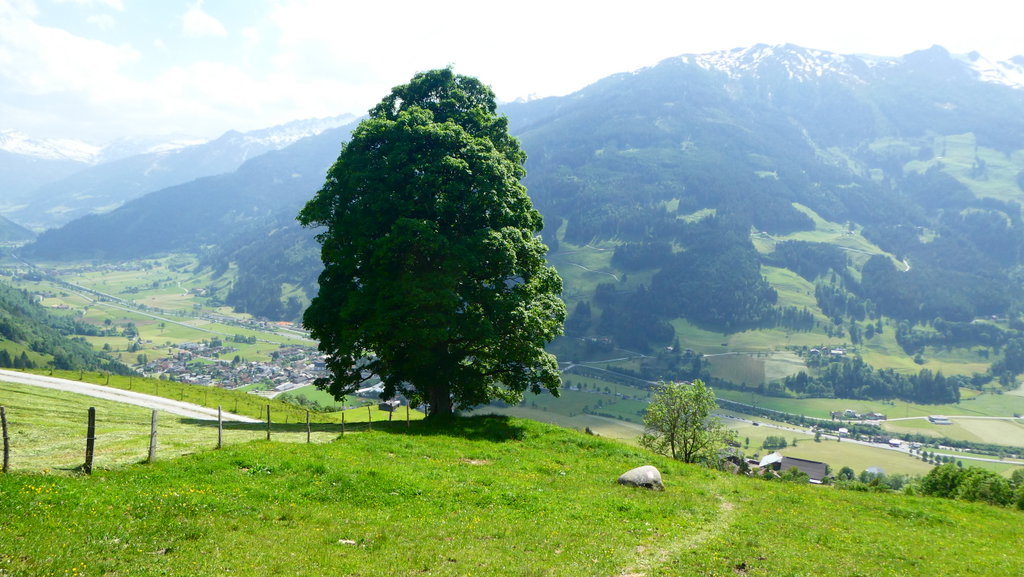 Ahorngruppe nahe Bergl bei Dorfgastein. Foto: Karl Plohovich