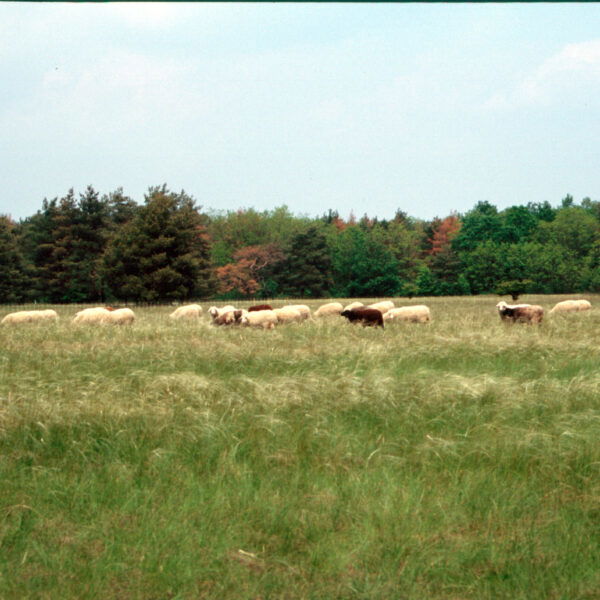 Schafe. Foto: Andrea Lichtenecker