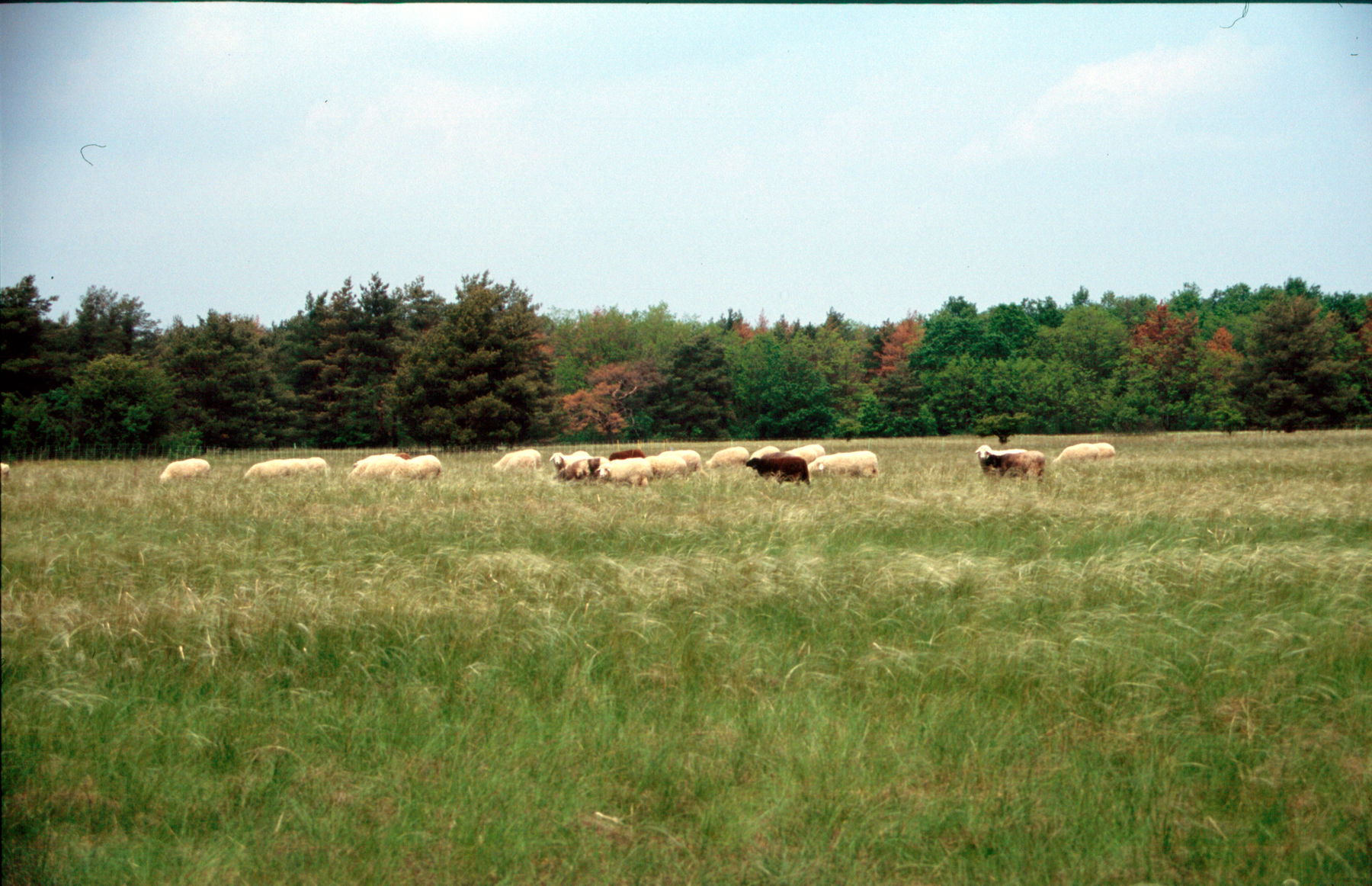 11 Natura Trail „Pannonische Sanddünen“