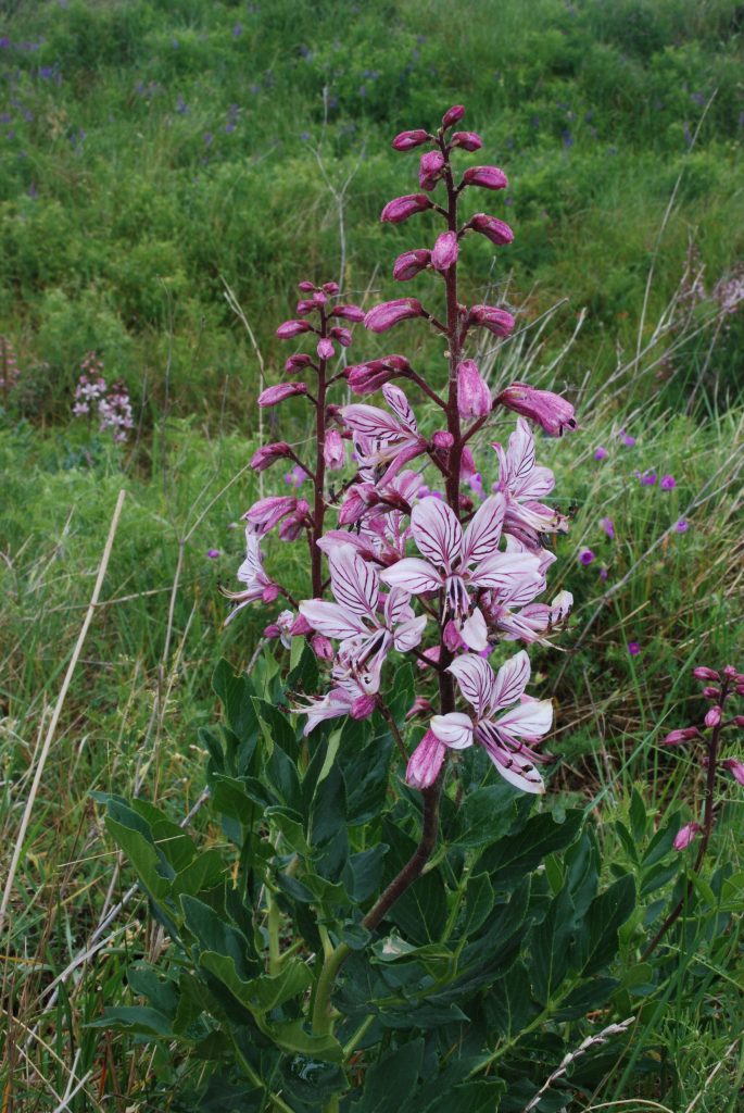 Natura Trail Bisamberg. Foto: Andrea Lichtenecker