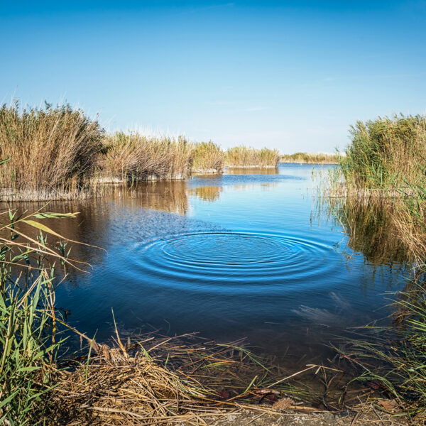 Naturlehrpfad Illmitz. Foto: Doris List-Winder
