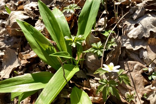Bärlauch. Foto: Stefan Hochhold