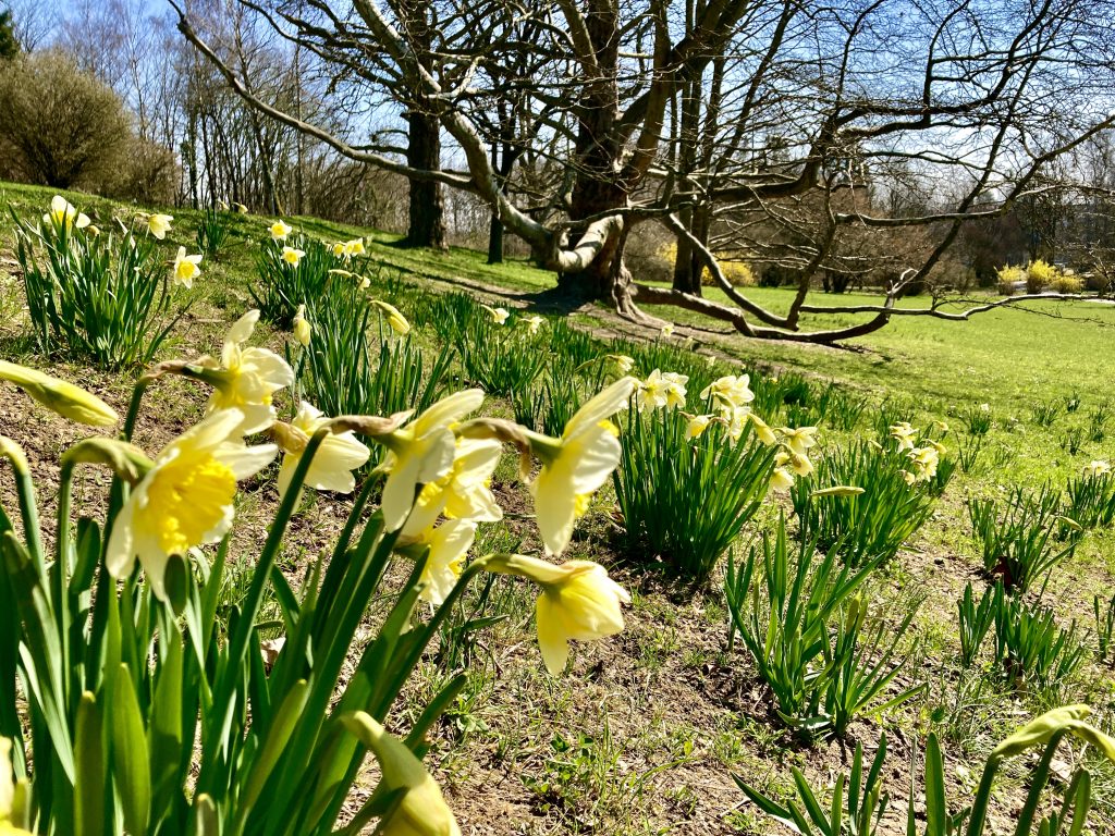 Narzissen im Park bei der Sonnenpromenade. Foto: Stefan Hochhold