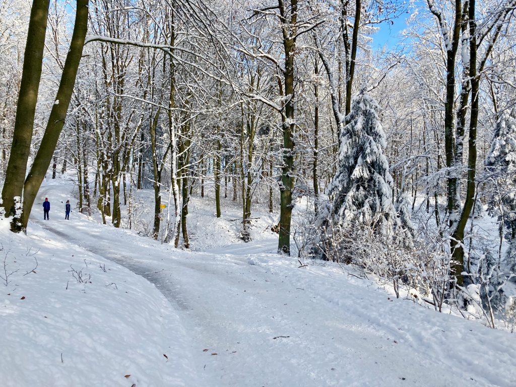 Durch den Wald und auf den Pfenningberg. Foto: Stefan Hochhold