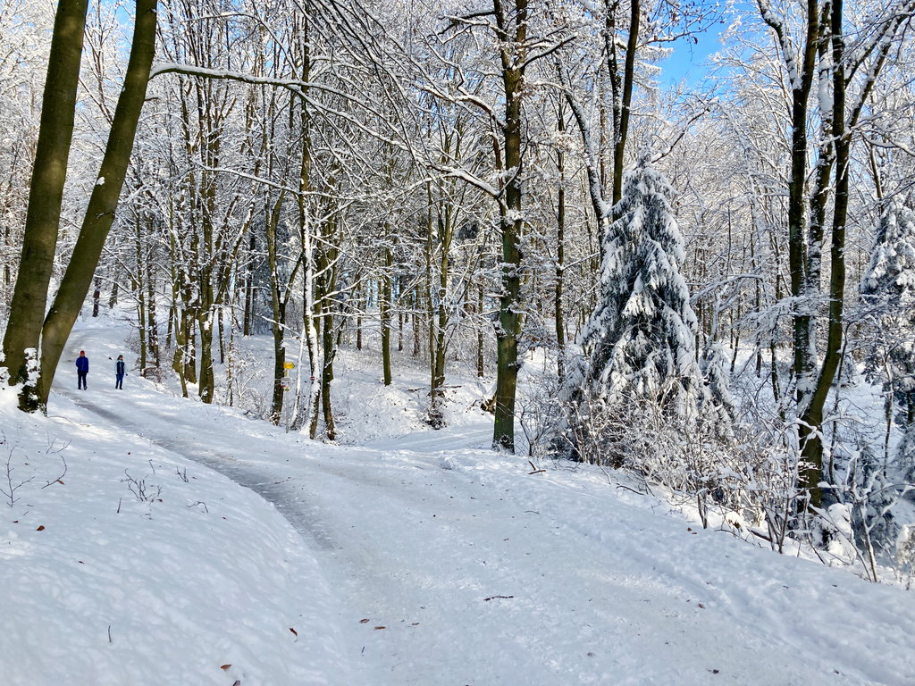 Durch den Wald und auf den Pfenningberg. Foto: Stefan Hochhold