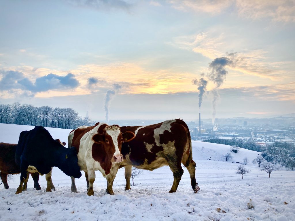 Stahlstadtkühe immer im Duell. Foto: Stefan Hochhold
