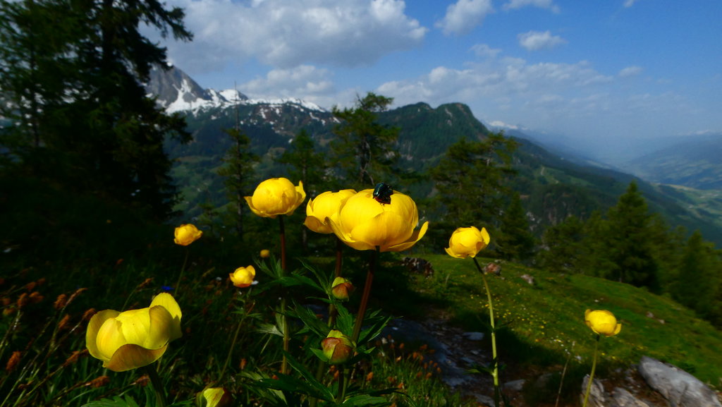 Trollblumen am Luxkogel. Foto: Karl Plohovich