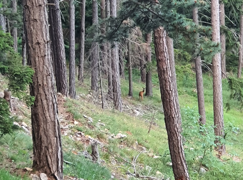 Ein Reh am Zustieg zum Springlessteig. Foto: Onanood Phadoongvithee