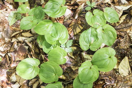 Frühling im Wald 2. Foto: Birgit Reiter
