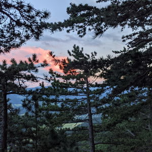 Abendessen bei den Glühwürmchen