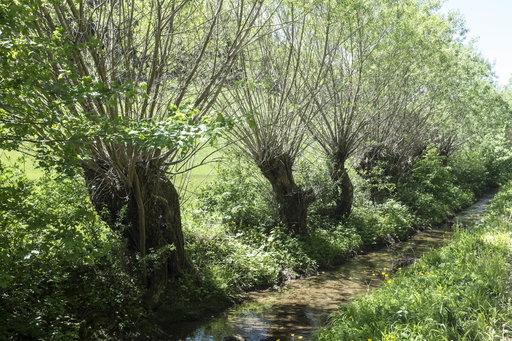 Kopfweiden am Johannesbach. Foto: Birgit Reiter