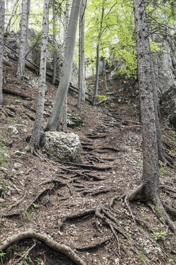 Steiler Aufstieg. Foto: Birgit Reiter