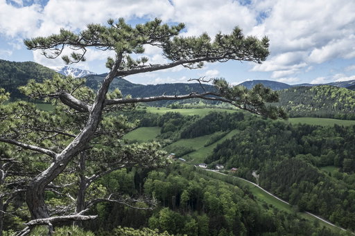 Schneeberg im Hintergrund. Foto: Birgit Reiter