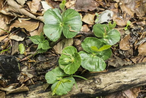Frühling im Wald 1. Foto: Birgit Reiter