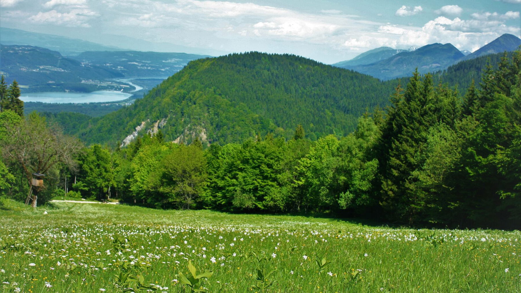 Narzissenwiese. Foto: Birgit Frank