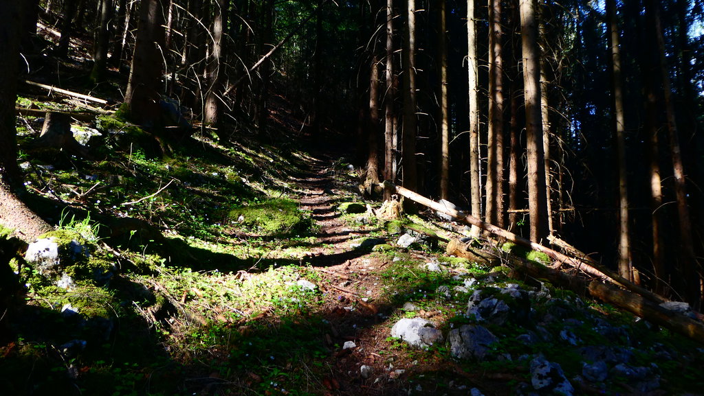 Der schöne Weg. Foto: Karl Plohovich