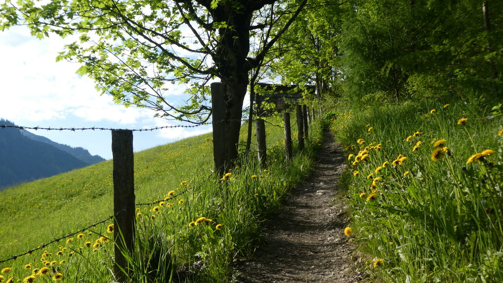 Wegstück zwischen Niederaigen und Mandldörfl. Foto: Karl Plohovich