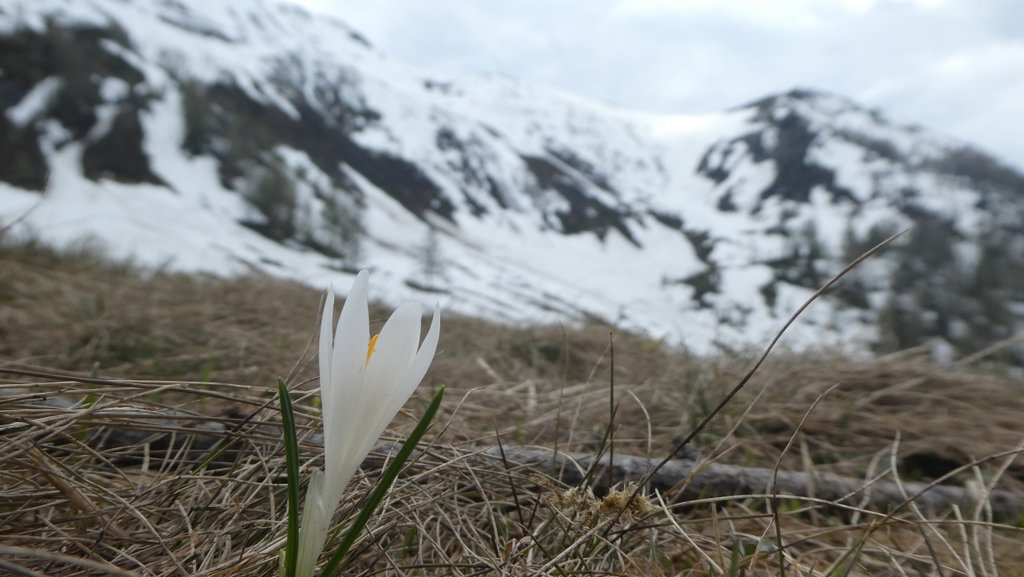 Krokus auf der Radötzenalm. Foto: Karl Plohovich
