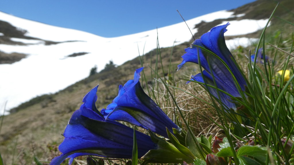 Enzian. Foto: Karl Plohovich