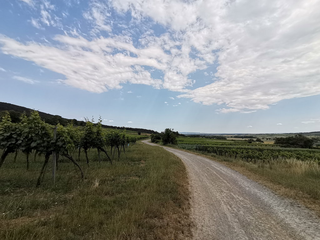 Durch die Weingärten nach Gainfarn. Foto Veronika Schöll