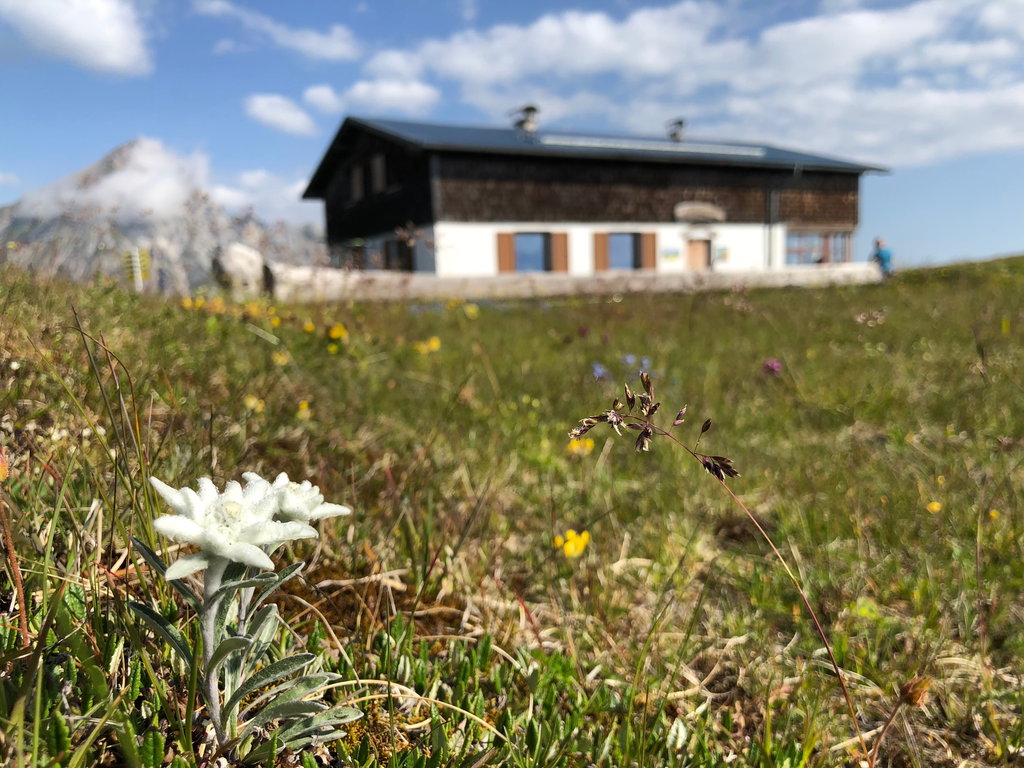 Blaser Hütte mit Edelweiß. Foto: Judith Hammer