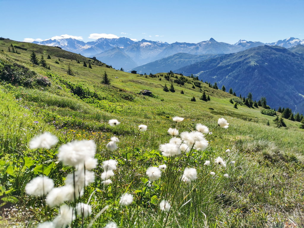 Über die Obernberger Mähder ins Tal mit Wollgras am Wegesrand