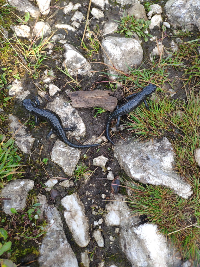 Alpensalamander. Foto: Birgit Matzinger