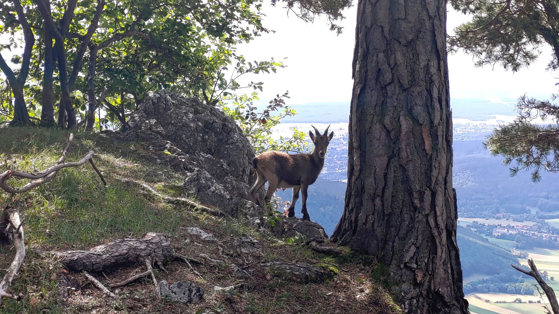 Junger Steinbock am Hohe Wand Plateau . Foto Simon Widy