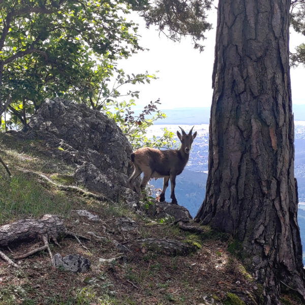 Junger Steinbock am Hohe Wand Plateau . Foto Simon Widy