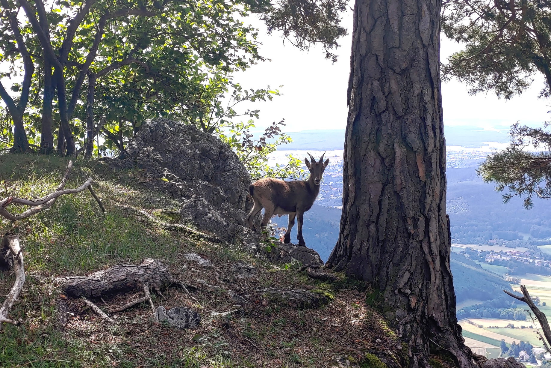 Junger Steinbock am Hohe Wand Plateau . Foto Simon Widy