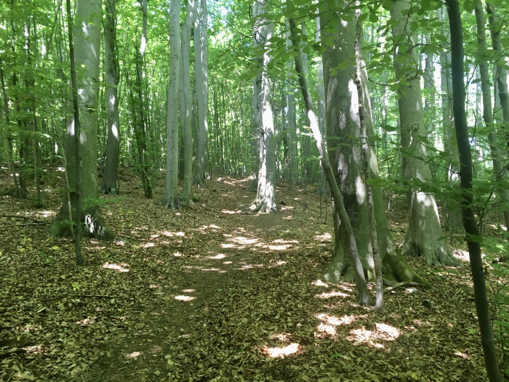 Waldweg zur Windischhütte, Foto: Veronika Schöll