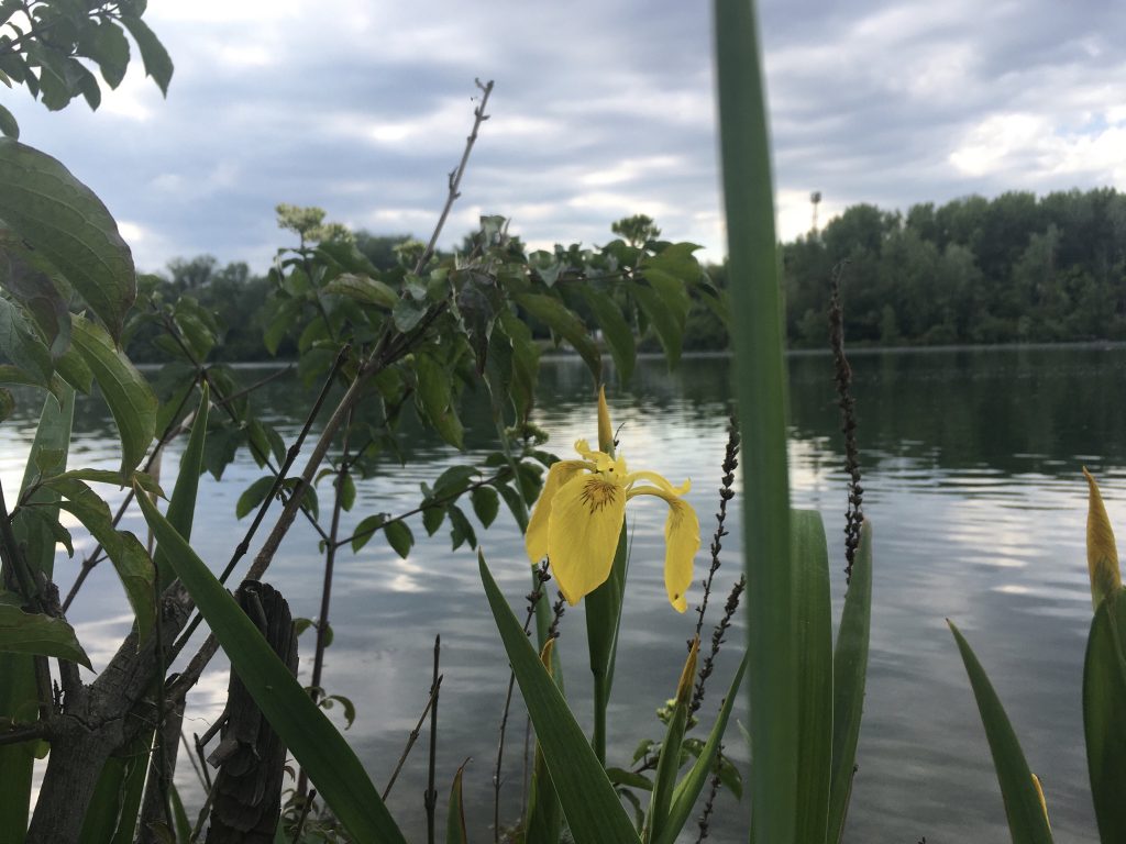 Wasserlilie, Donaualtarm Greifenstein, Foto: Veronika Schöll