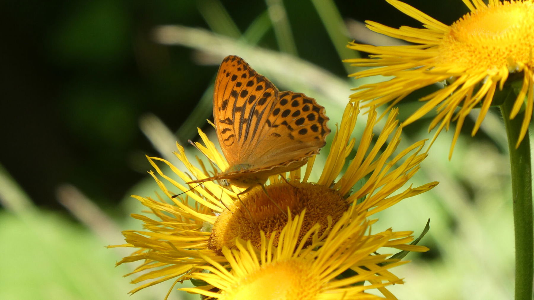 Besuch eines männlichen Kaisermantels bei Telekia speciosa. Foto: Karl Plohovich