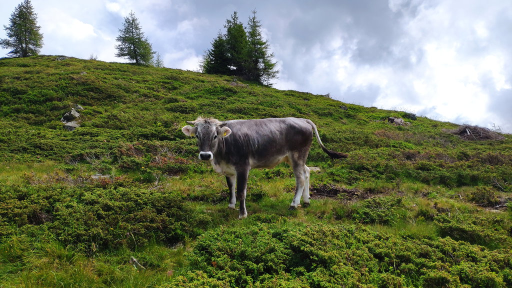 Tiroler Grauvieh. Foto Birgit Matzinger