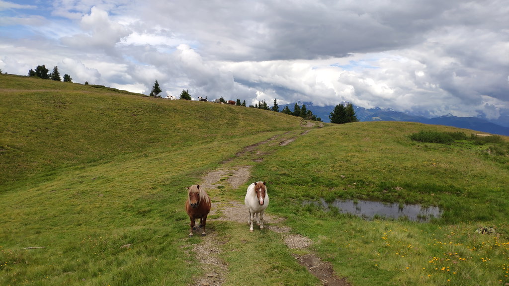 Zwei dicke Ponys. Foto Brigit Matzinger