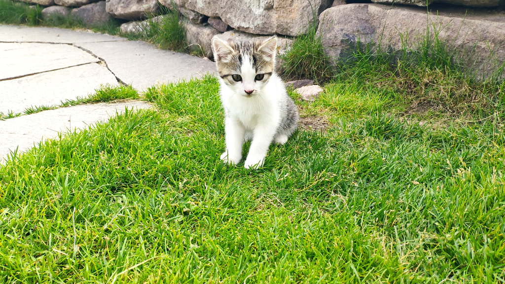 Babykatze Grisu. Foto Birgit Matzinger