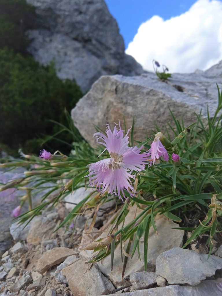 Blumenvielfalt. Foto: Birgit Frank