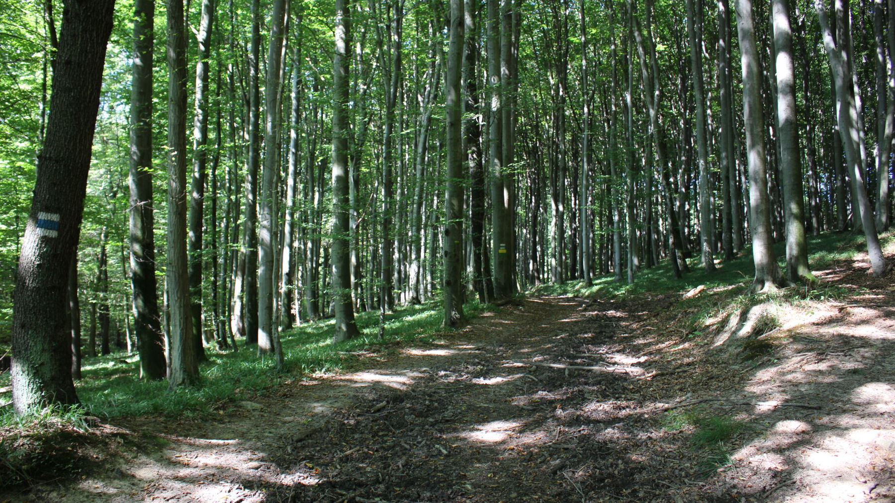 WohlfühlWeg: Der Wienerwald bei Rekawinkel. Foto: David Bröderbauer