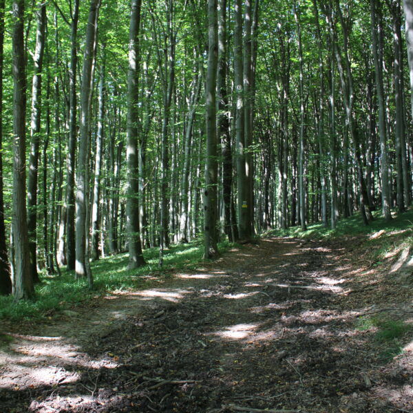 WohlfühlWeg: Der Wienerwald bei Rekawinkel. Foto: David Bröderbauer