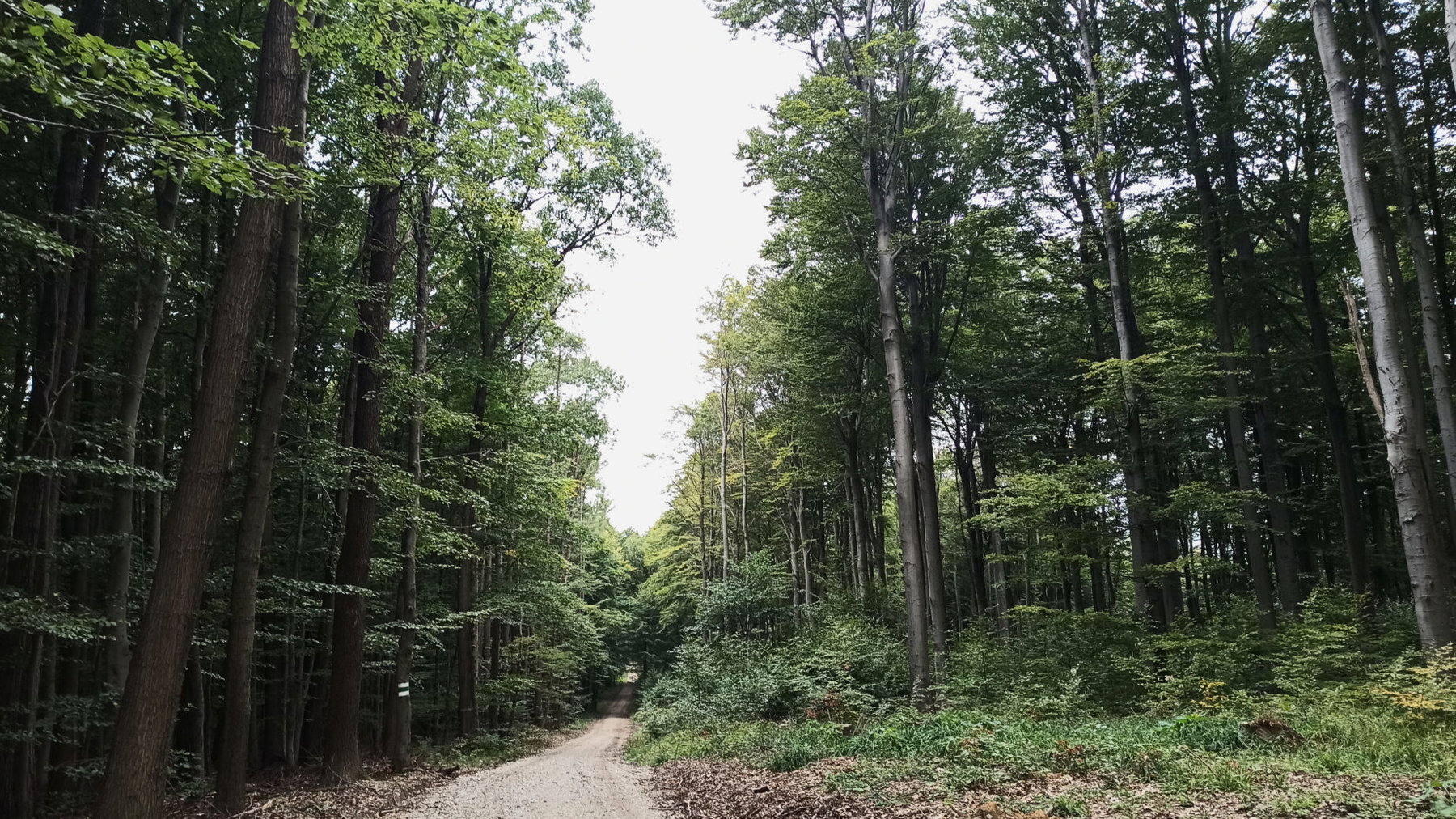 Purkersdorf über Troppberg nach Gablitz. Foto: Clemens Novak