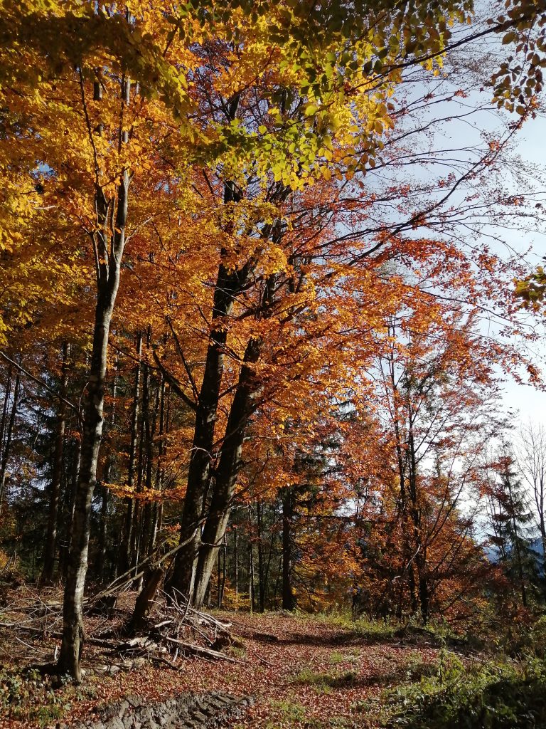 Entlang des Weges. Foto: Jürgen Birgl