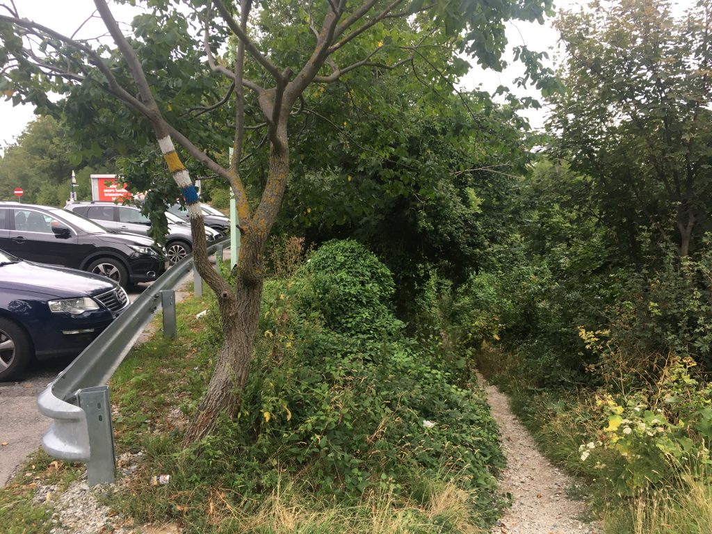 Waldweg statt Asphaltweg. Foto Veronika Schöll