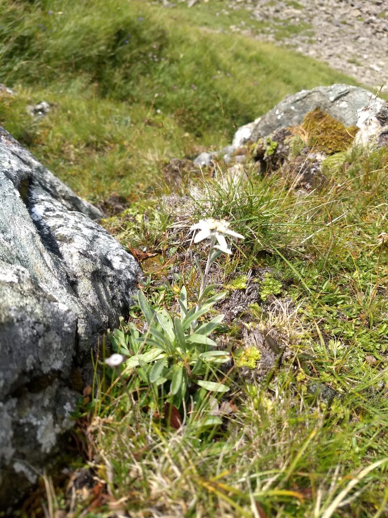 Edelweiß am Wegrand. Foto: Nikolaus Vogl