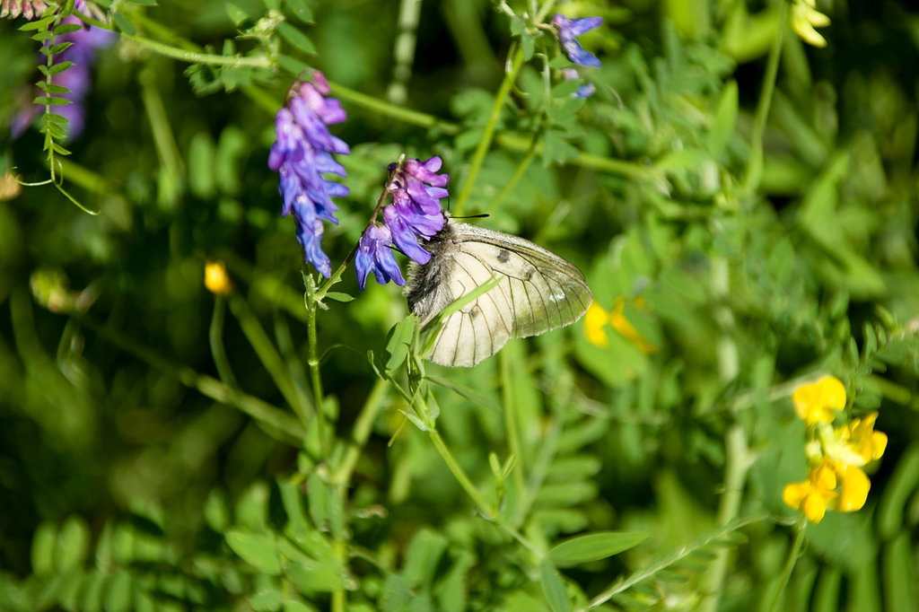 Schwarzer Apollofalter auf Vogelwicke. Foto: Franz Haas