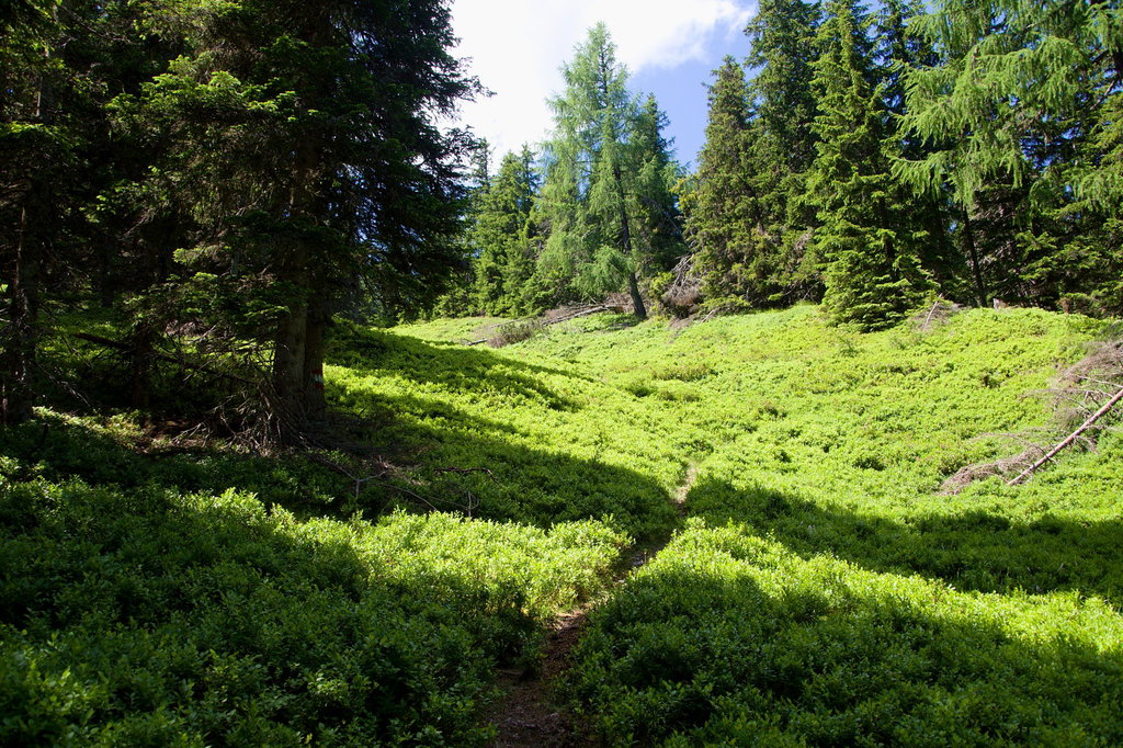 Durch Schwarzbeerfelder Richtung Schildhahnboden. Foto: Franz Haas