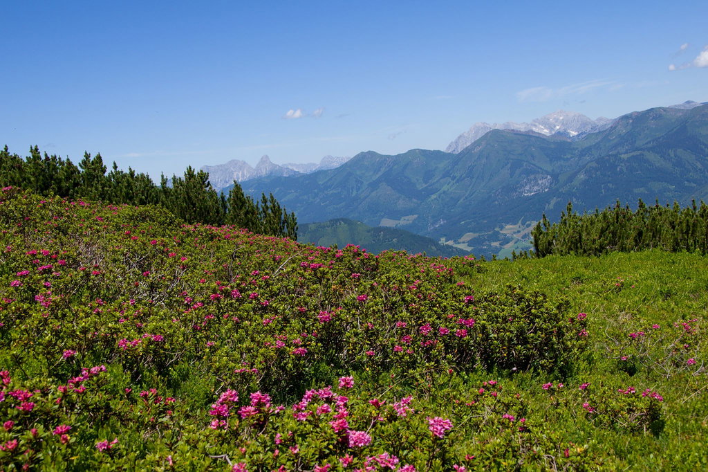 Almrausch und im Hintergrund links der Bildmitte der Admonter Reichenstein. Foto: Franz Haas