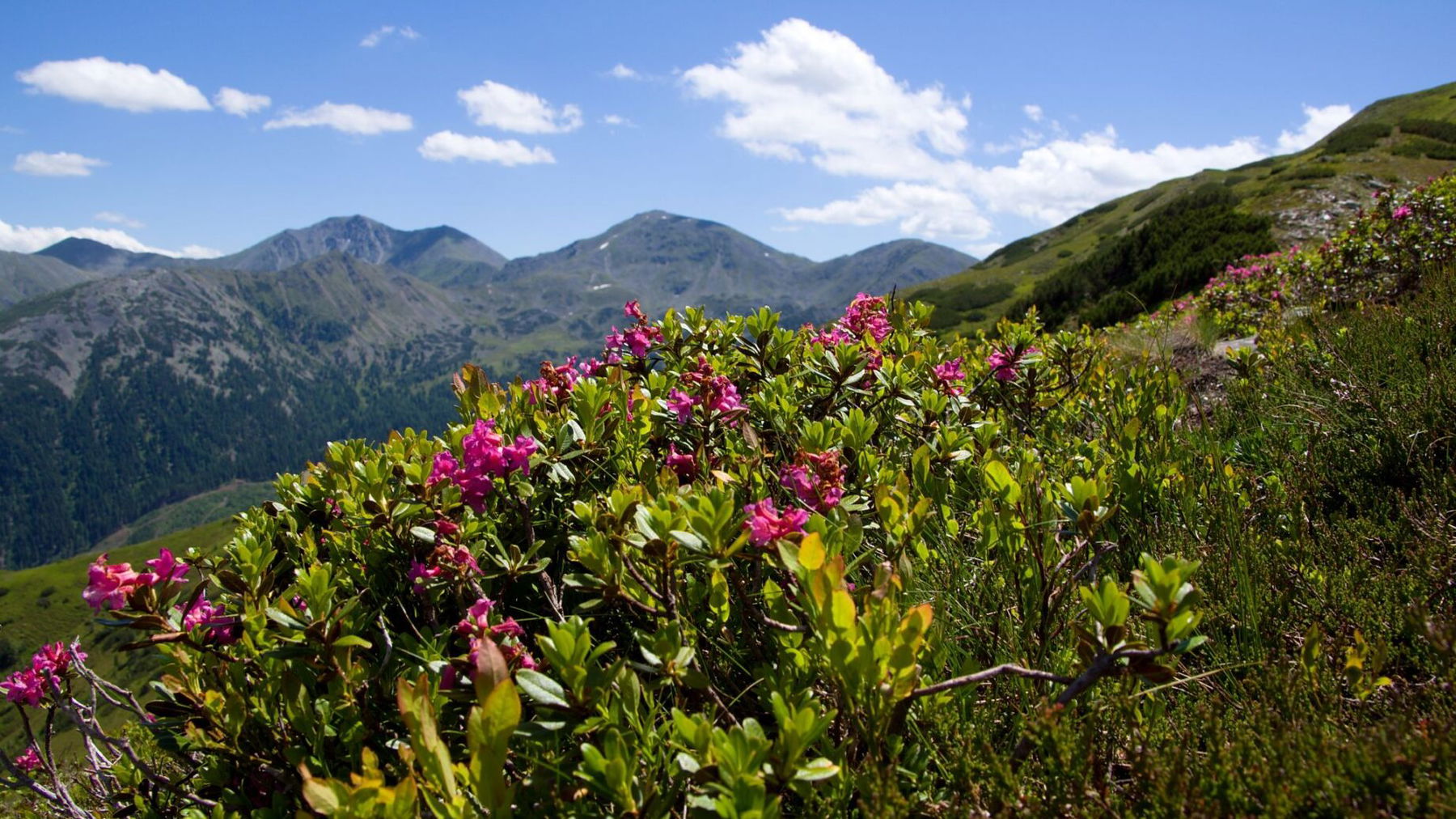Almrausch. Foto: Franz Haas